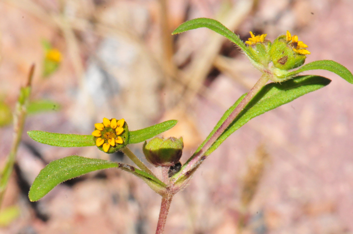 Melampodium strigosum, Shaggy Blackfoot